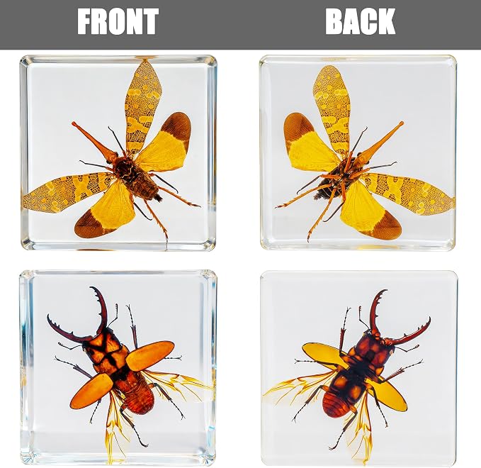 Insect Specimen Set, Bugs Collection Scientific Education Gift for Kids Aged 3-8-12 (Flatheaded Borer, Stag Beetle, Lanternfly, Longhorned Beetle, Cicada, Stink Bug) - Image 6