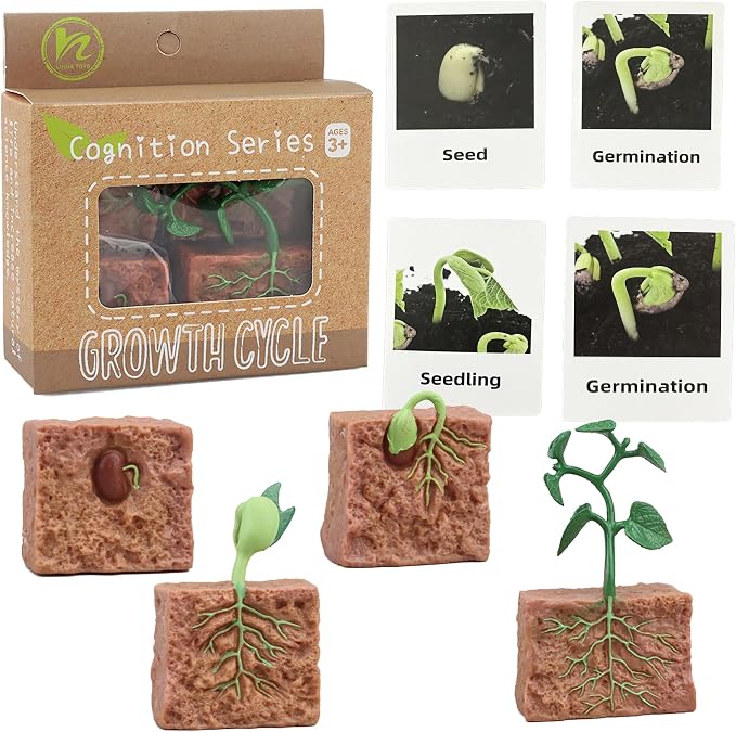 Mbrain 4 pcs Plant Growth Cycle with Flash Cards,Life Cycle Learning & Education Toys,Montessori Toys,Gift for Girl & Boy for 3 4 5 6 7 Year Old (Plant) by Mbrain