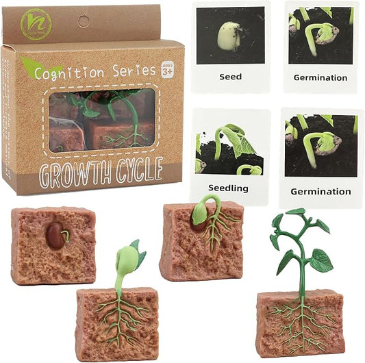 Mbrain 4 pcs Plant Growth Cycle with Flash Cards,Life Cycle Learning & Education Toys,Montessori Toys,Gift for Girl & Boy for 3 4 5 6 7 Year Old (Plant) by Mbrain
