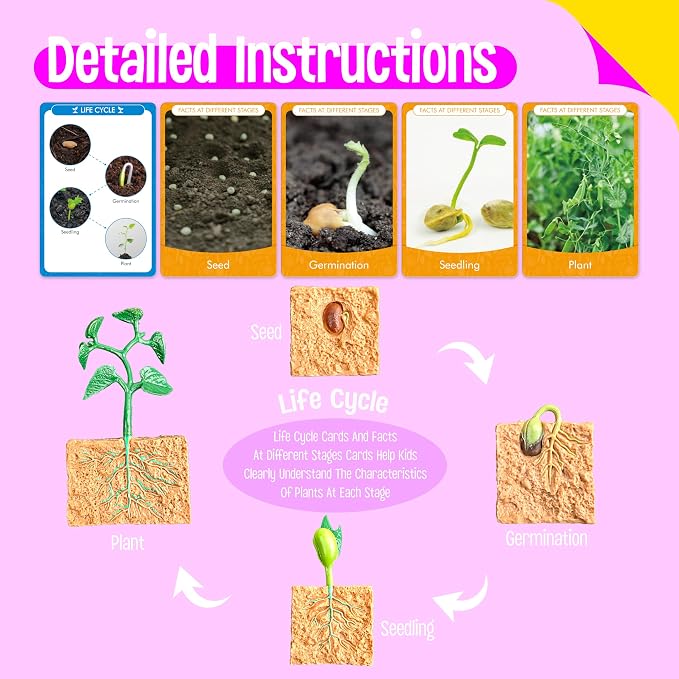 15 Plant Life Circle Flashcards with 4 Plastic Figurines-Seed to Plant, Plants Introduction Card Plants Growth Details for Nature Lovers & Adults, Montessori Toy for Kids - Image 4