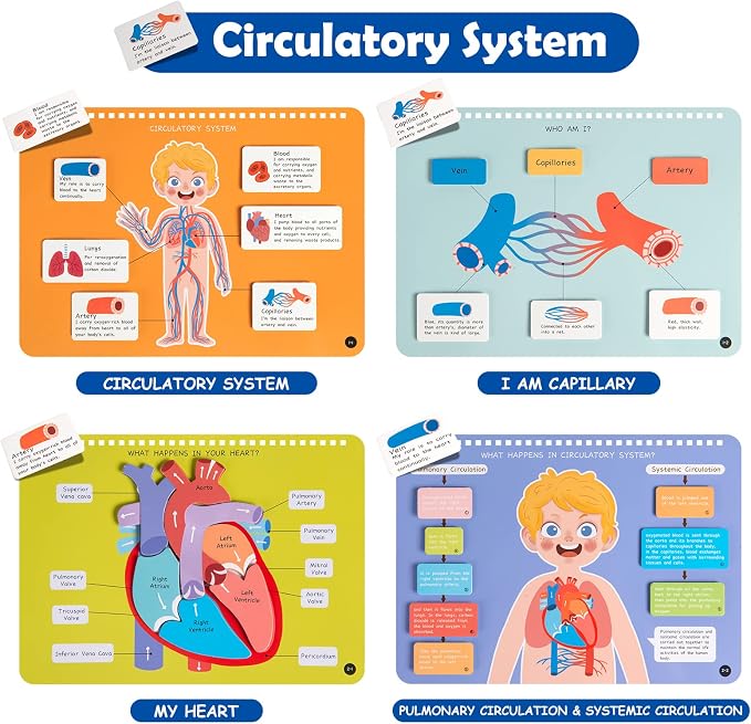 Freebear Montessori Busy Book for Kids, Human Body Anatomy Book for Toddlers, Preshool Kindergarten Learning Activities, Autism Sensory Toys, Gifts for Girls and Boys 4 5 6 7 Years - Human Body System - Image 5