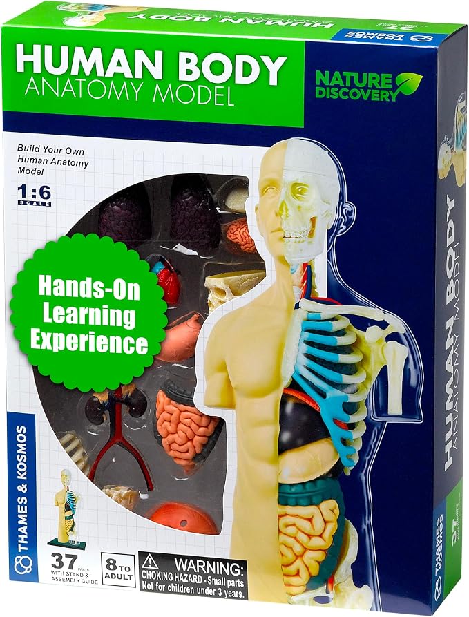 Thames & Kosmos 260830 Human Body Anatomy Model Toy, Multi by Unknown