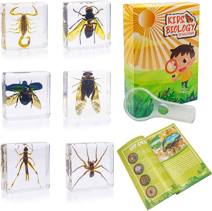 Insect Specimen Set, Bugs Collection Scientific Education Gift for Kids Aged 3-8-12 (Cicada, Wasp, Spider, Scorpion, Locust, Chafer) by EJLIFEBOX