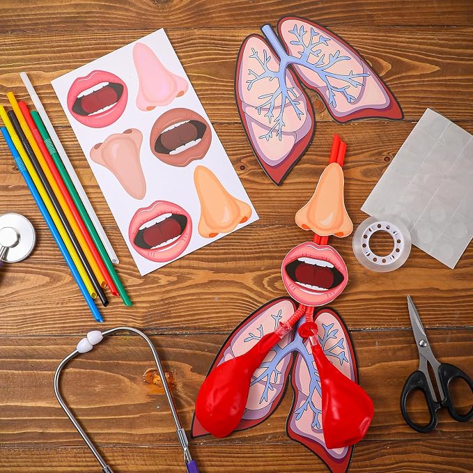 Libima 24 Sets Lung Model Respiratory System Human Body Model Puzzle Toys - Image 4
