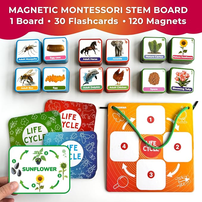Life Cycle Toys for Kids — Magnetic Flash Cards Science Kits for Kids 3-5 - Image 2