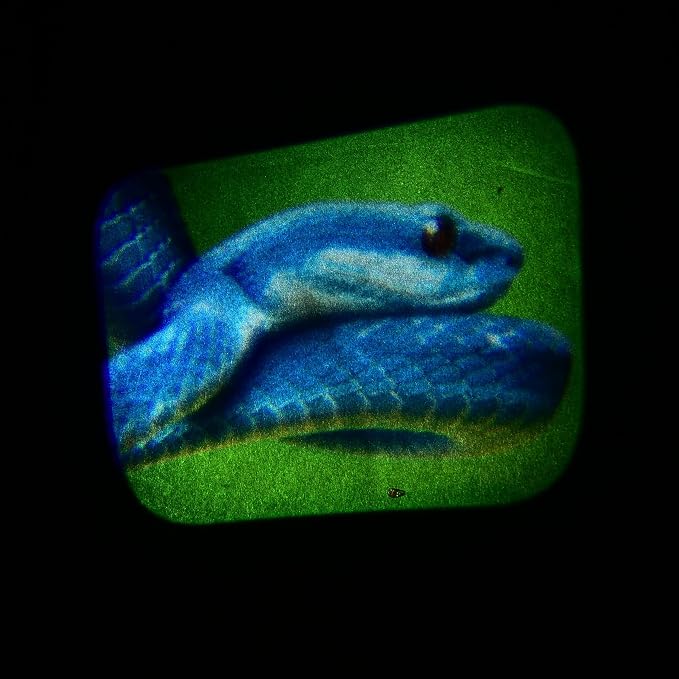 Animal Photo Projector for Kids – Handheld Animal Viewer with Real-Life Wildlife Images – Easy-to-Use Educational Toy – Ages 3+ - Image 4