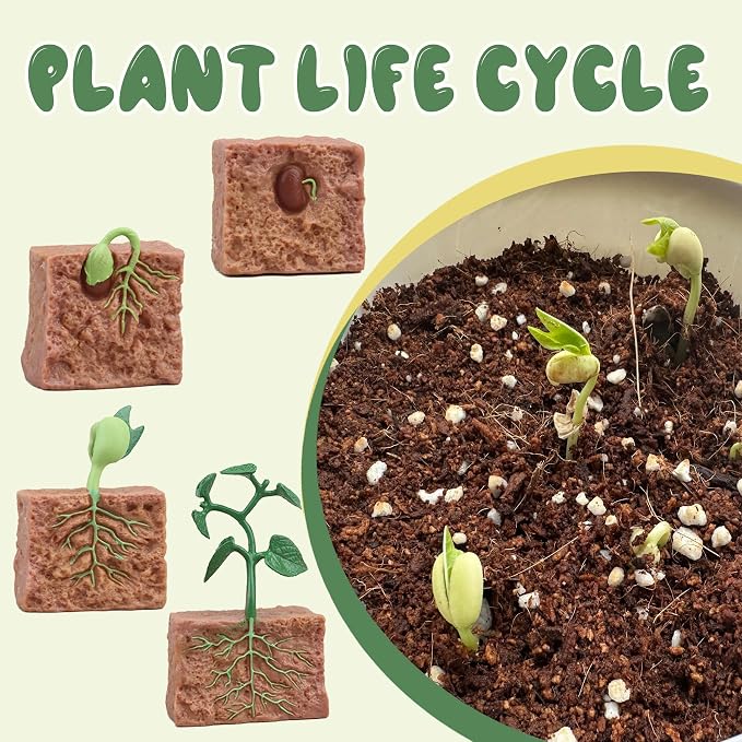 Mbrain 4 pcs Plant Growth Cycle with Flash Cards,Life Cycle Learning & Education Toys,Montessori Toys,Gift for Girl & Boy for 3 4 5 6 7 Year Old (Plant) - Image 4