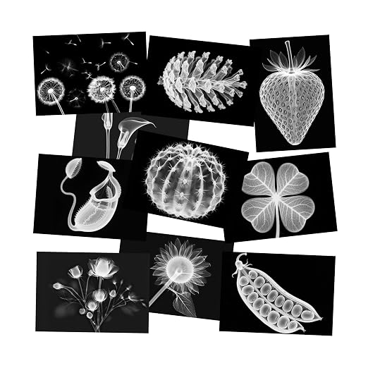 Vegetable, Fruit and Plant X-Rays, Set of 10, Simulation Specimen, Science Experiment Material for Kindergarten, Light Table, Montessori & Reggio-Inspired (Plant) by SZREGGIO