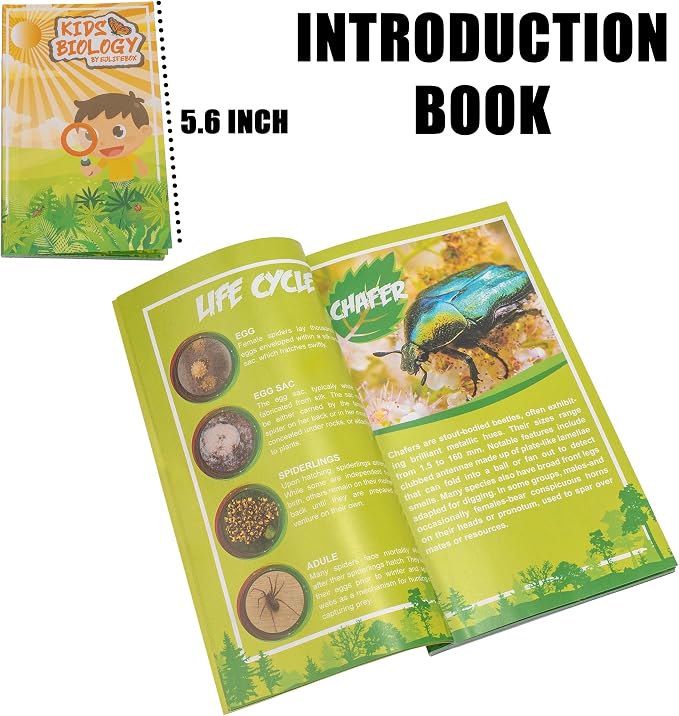 Insect Specimen Set, Bugs Collection Scientific Education Gift for Kids Aged 3-8-12 (Cicada, Wasp, Spider, Scorpion, Locust, Chafer) - Image 6