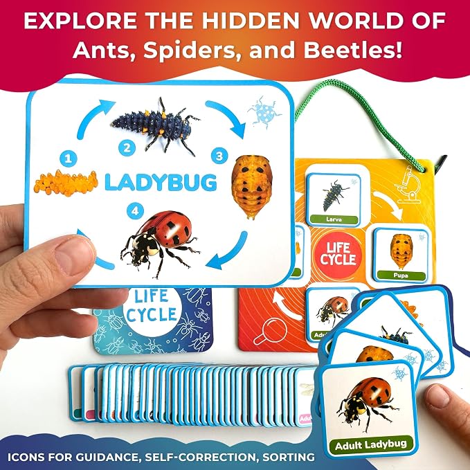 Life Cycle Toys for Kids — Magnetic Flash Cards Science Kits for Kids 3-5 - Image 4