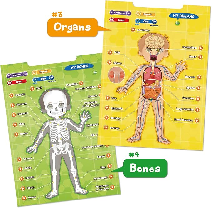 BEST LEARNING i-Poster My Body - Interactive Talking Human Anatomy Toy - Image 6