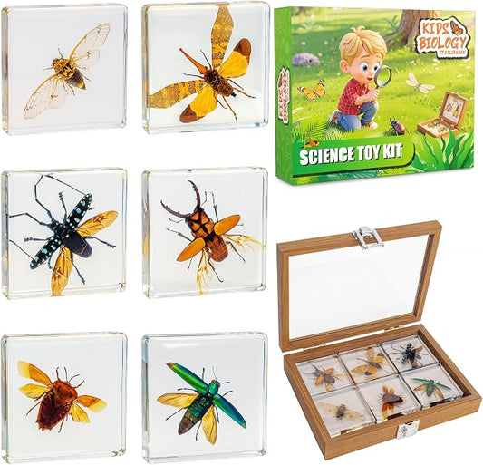 Insect Specimen Set, Bugs Collection Scientific Education Gift for Kids Aged 3-8-12 (Flatheaded Borer, Stag Beetle, Lanternfly, Longhorned Beetle, Cicada, Stink Bug) by EJLIFEBOX
