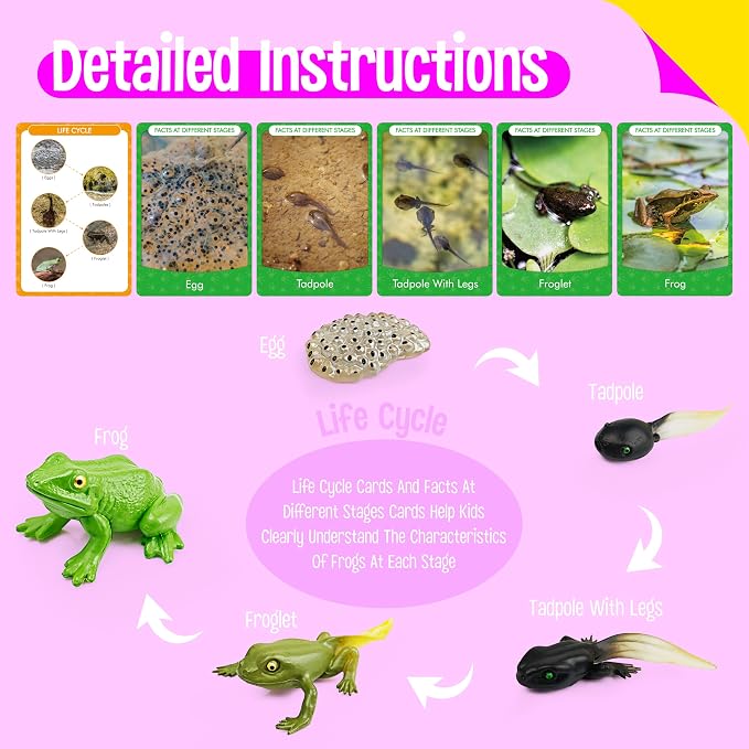 15 Frog Life Circle Flashcards with 5 Plastic Figurines, Frogs Introduction Cards Plastic Insects Tadpole to Frog Kit Toy for Kids, Adults, Animal Lovers - Image 4