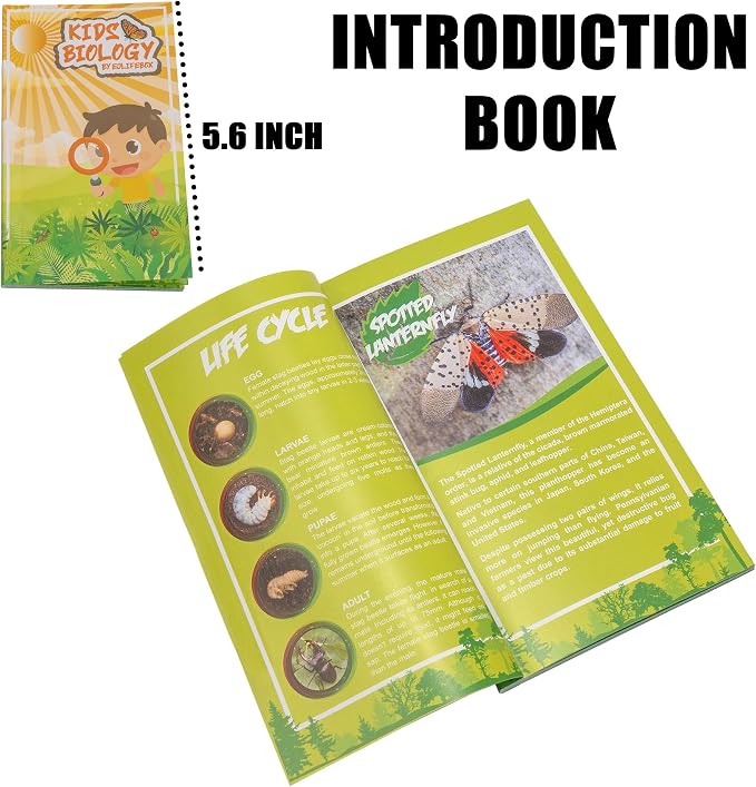 Insect Specimen Set, Bugs Collection Scientific Education Gift for Kids Aged 3-8-12 (Spider, Scorpion, Cricket, Chafers, Stink Bug, Spotted Lanternfly Resin Collection) - Image 6