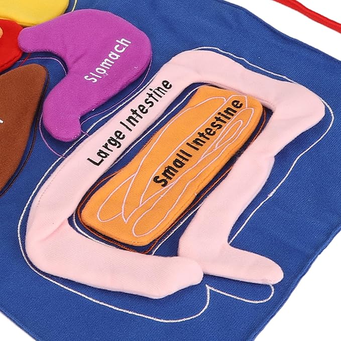 3D Organ Apron Human Body Organs Anatomy Costume DIY Educational Toy Removable Organs Learning Tool for Kids Science Museums Kindergartens Parent Child Games Polyester Material - Image 6