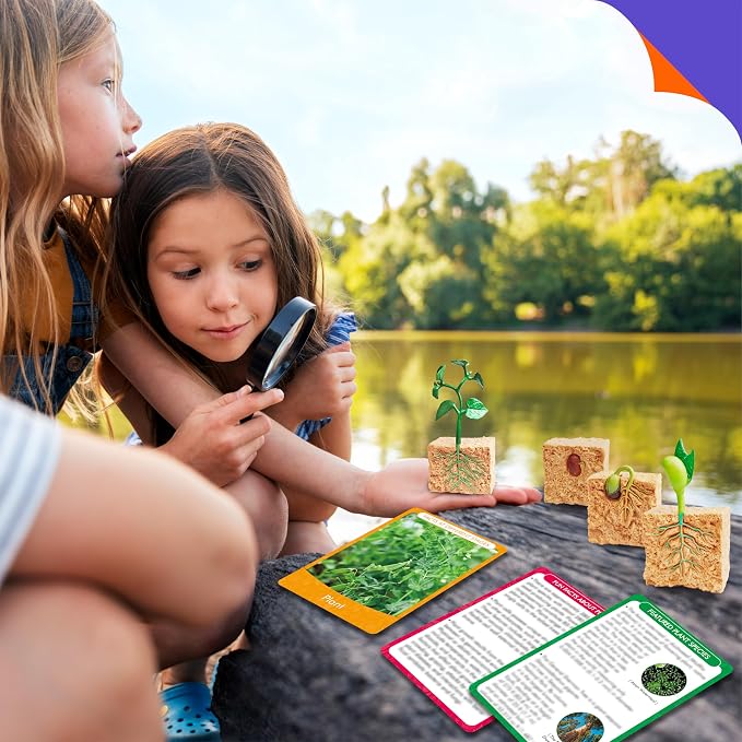 15 Plant Life Circle Flashcards with 4 Plastic Figurines-Seed to Plant, Plants Introduction Card Plants Growth Details for Nature Lovers & Adults, Montessori Toy for Kids - Image 7