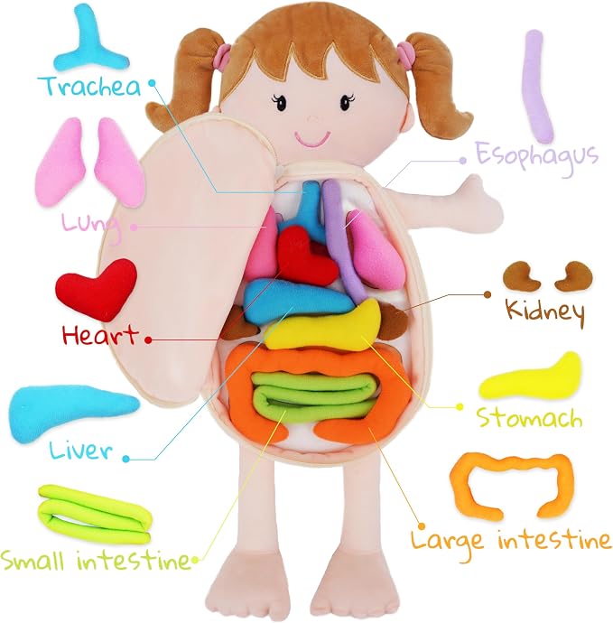 June Garden 18" Little Patient Emily Plush Anatomy Doll - Soft Educational Toy with Removable Human Organs - Learn Basic Anatomy for Toddlers and Kids - Image 2