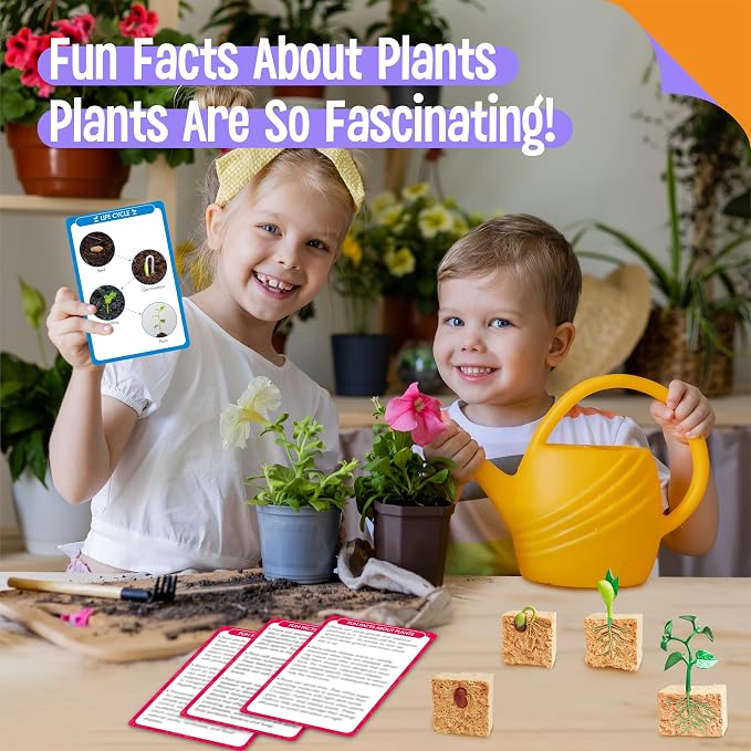 15 Plant Life Circle Flashcards with 4 Plastic Figurines-Seed to Plant, Plants Introduction Card Plants Growth Details for Nature Lovers & Adults, Montessori Toy for Kids - Image 6