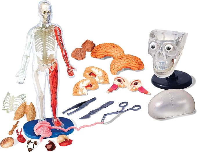 SMARTLAB Toys Totally Squishy from Head-to-Toe - 60 Pieces - 36 Removable Parts - 12" Human Body Model & Stand - 24-Page Illustrated Book - Includes Glowing Eyeballs! - Image 3