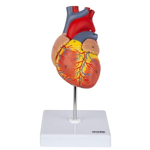 Axis Scientific Life-Size Human Heart Model by AxisScientific