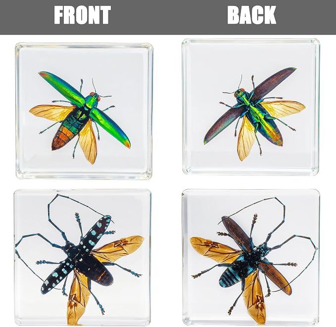 Insect Specimen Set, Bugs Collection Scientific Education Gift for Kids Aged 3-8-12 (Flatheaded Borer, Stag Beetle, Lanternfly, Longhorned Beetle, Cicada, Stink Bug) - Image 7