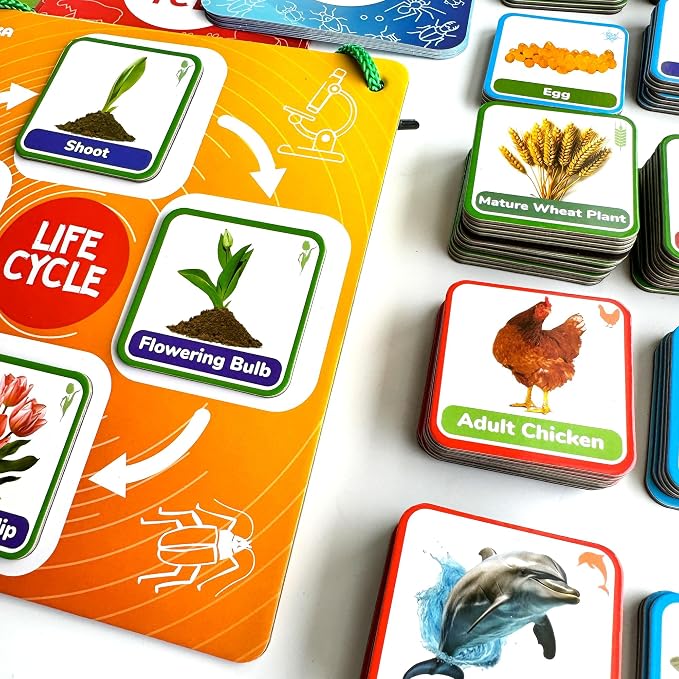 Life Cycle Toys for Kids — Magnetic Flash Cards Science Kits for Kids 3-5 - Image 7