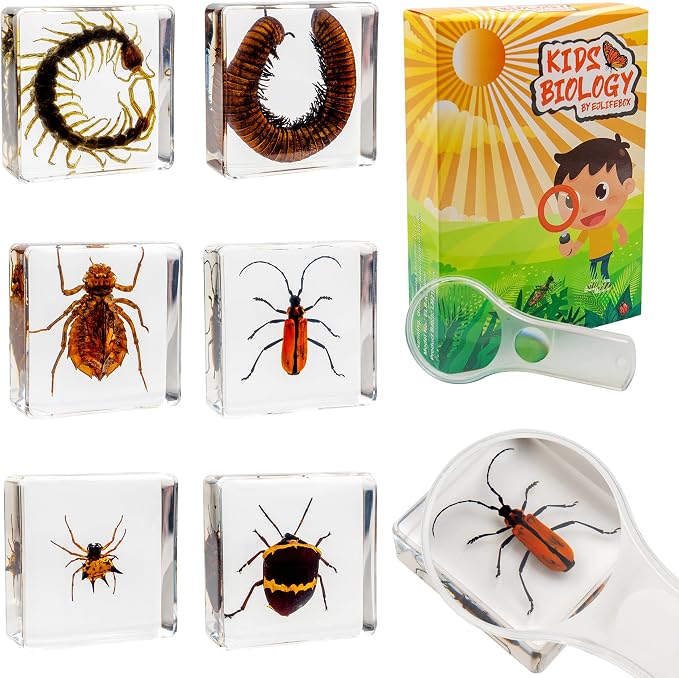 Insect Specimen Set, Bugs Collection Scientific Education Gift for Kids Aged 3-8-12 (Millipede, Centipede, Dragonfly Larvae, Tea Seed Bug, Red Longhorn Beetle, Spiny Spider) by EJLIFEBOX