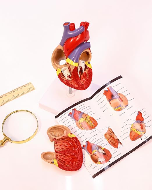 Axis Scientific Life-Size Human Heart Model - Image 9