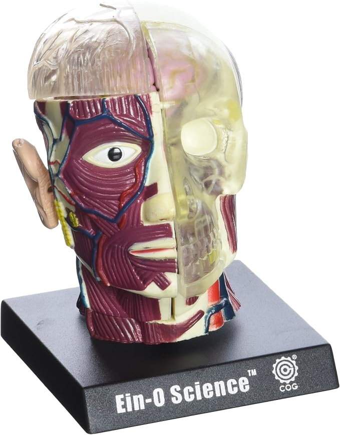 Bio Signs Human Anatomy - Brain & Skull by TEDCOToys