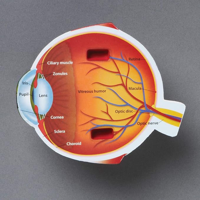 Learning Resources Cross-Section Human Eye Model - Image 3
