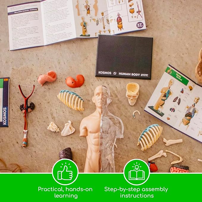 Thames & Kosmos 260830 Human Body Anatomy Model Toy, Multi - Image 7