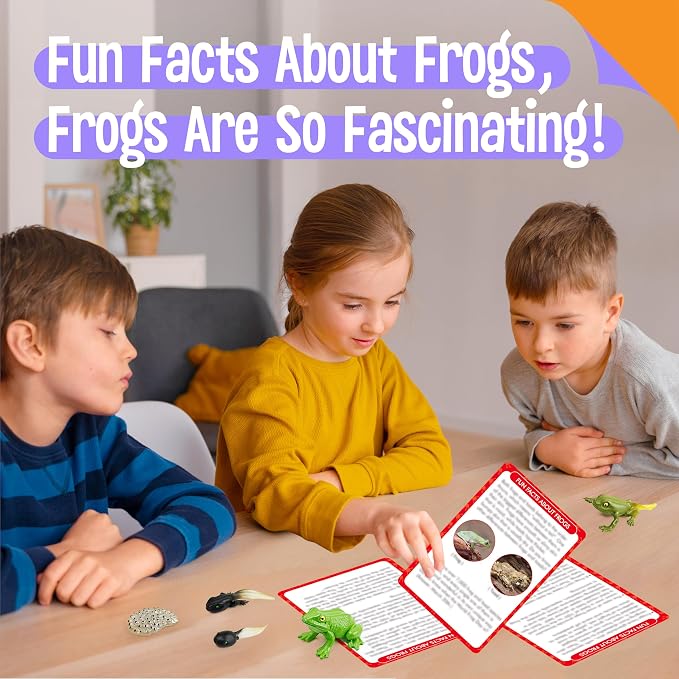15 Frog Life Circle Flashcards with 5 Plastic Figurines, Frogs Introduction Cards Plastic Insects Tadpole to Frog Kit Toy for Kids, Adults, Animal Lovers - Image 6