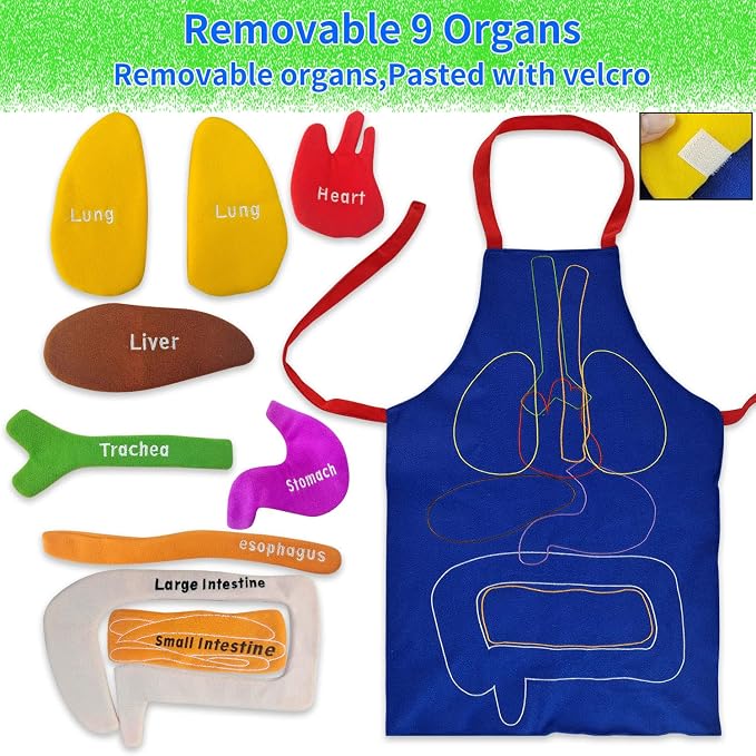 Boczif 3D Organ Apron Awareness Educational Toy, Human Body Model for Kids - Image 5