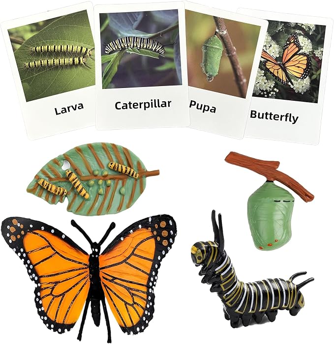 Mbrain 4pcs Butterfly Growth Cycle with Flash Cards,Life Cycle Learning & Education Toys,Montessori Toys,Gift for Girl & Boy for 3 4 5 6 7 Year Old (Butterfly) by Mbrain