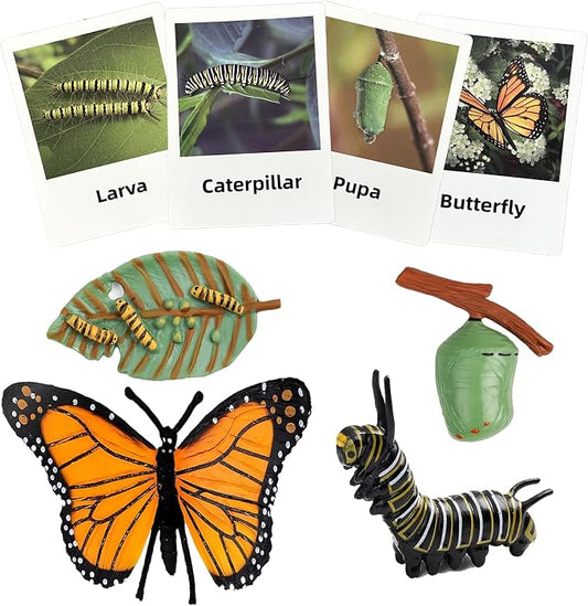Mbrain 4pcs Butterfly Growth Cycle with Flash Cards,Life Cycle Learning & Education Toys,Montessori Toys,Gift for Girl & Boy for 3 4 5 6 7 Year Old (Butterfly) by Mbrain