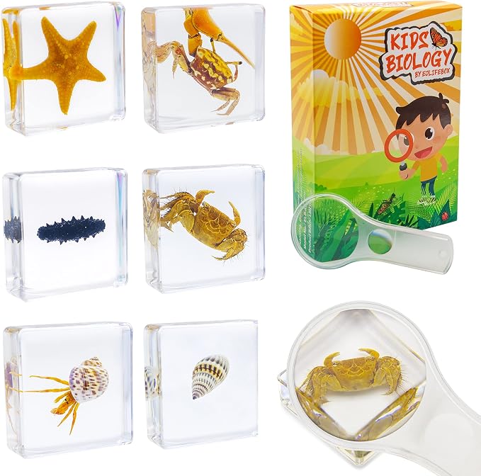 6 PCS Marine Life Specimen Set,Hermit Crab,Fiddler Crab,Starfish,Nassariidae,Sea Cucumber, Chiromantes Dehaani Resin Collection Science Toys by EJLIFEBOX