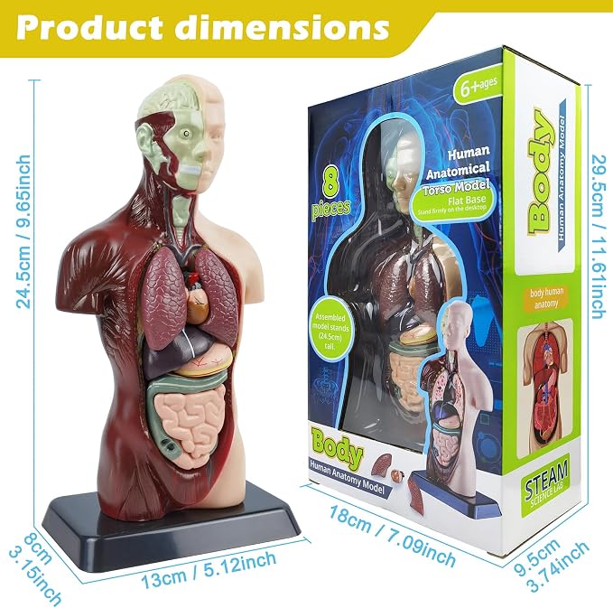 3D Assembled Human Body Torso Model,8 Pcs Removable Anatomy Model Skeleton - Image 2