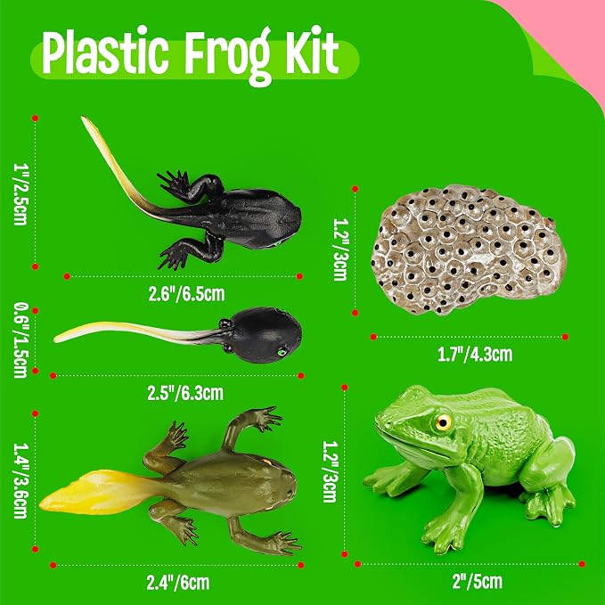 15 Frog Life Circle Flashcards with 5 Plastic Figurines, Frogs Introduction Cards Plastic Insects Tadpole to Frog Kit Toy for Kids, Adults, Animal Lovers - Image 3