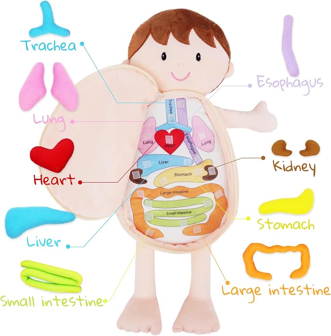 June Garden 18" Little Patient Lucas Plush Anatomy Doll - Soft Educational Toy with Removable Human Organs - Learn Basic Anatomy for Toddlers and Kids - Image 2
