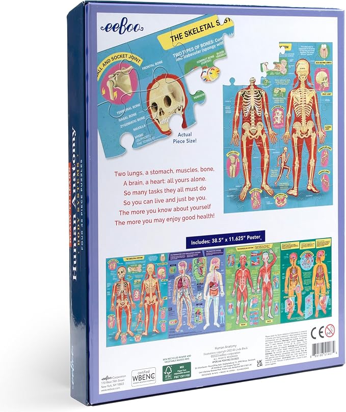 eeBoo Human Anatomy 48 Giant Piece Children's Puzzle, Four 12 PC Puzzles - Image 2