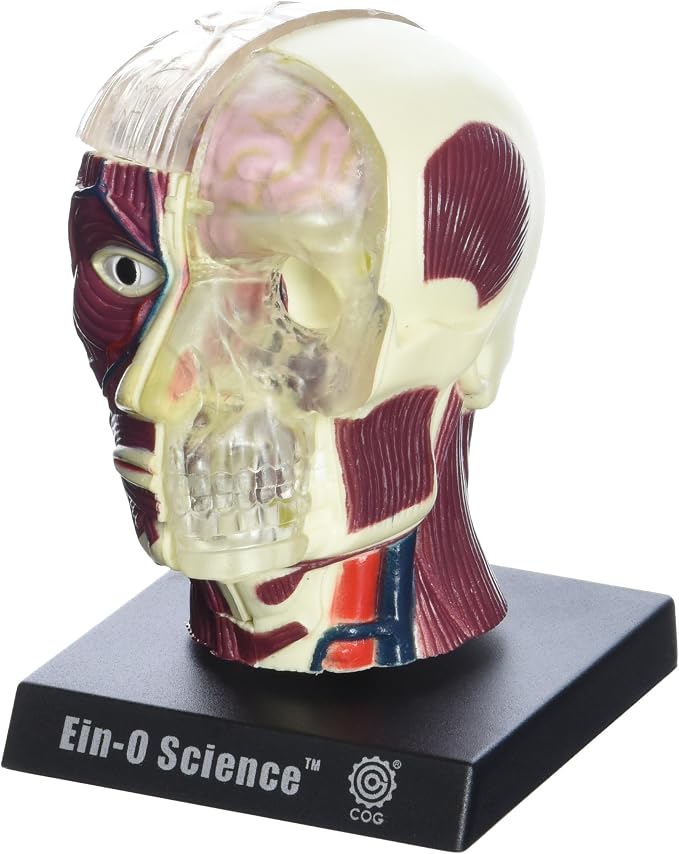 Bio Signs Human Anatomy - Brain & Skull - Image 2