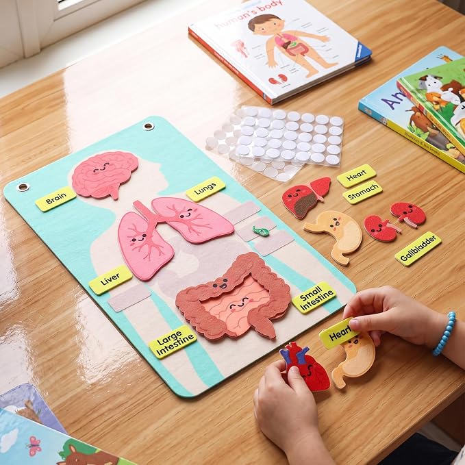 Back to School Gift Human Body Anatomy Felt Board Set, 15.55 x 9.84 in Student Cartoon Detachable Organ Model with 19 Felt Pieces, Wall Hanging Educational Teaching Aid - Image 4