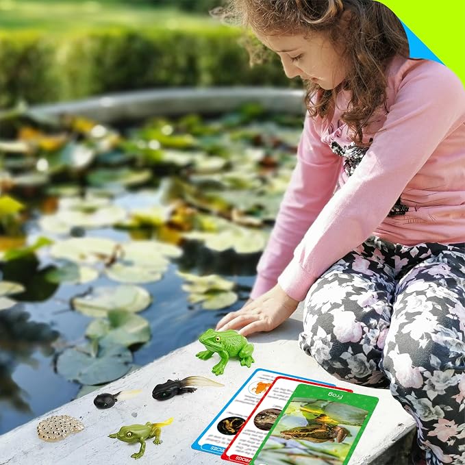 15 Frog Life Circle Flashcards with 5 Plastic Figurines, Frogs Introduction Cards Plastic Insects Tadpole to Frog Kit Toy for Kids, Adults, Animal Lovers - Image 7