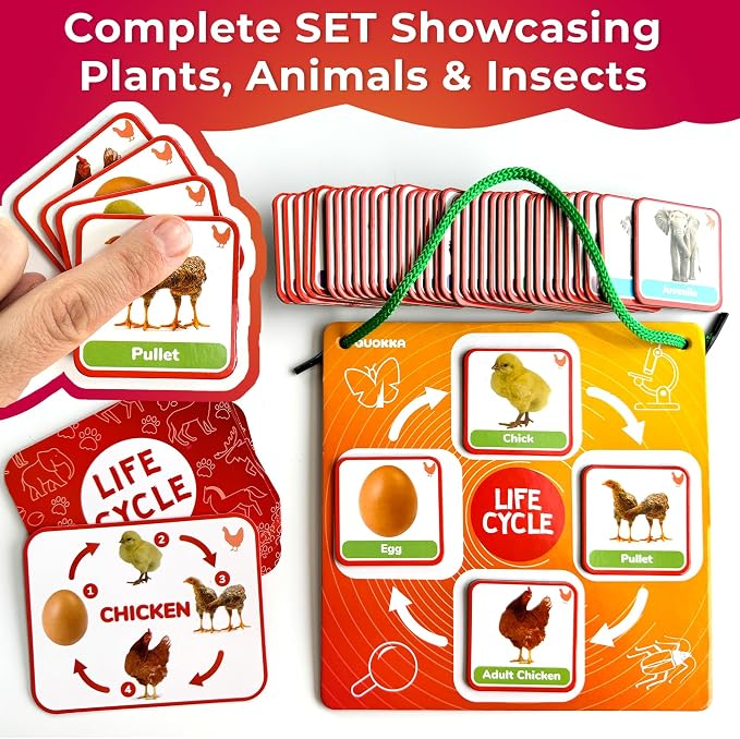 Life Cycle Toys for Kids — Magnetic Flash Cards Science Kits for Kids 3-5 - Image 6