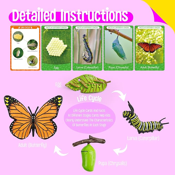 15 Butterfly Life Circle Flashcards with 4 Plastic Figurines, Butterflies Introduction Cards Plastic Insects Egg to Butterfly Kit Toy for Kids, Adults, Animal Lovers - Image 4