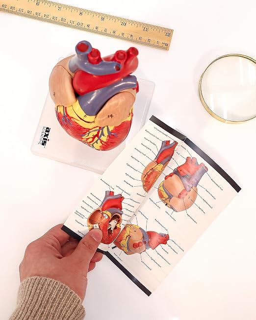 Axis Scientific Life-Size Human Heart Model - Image 5