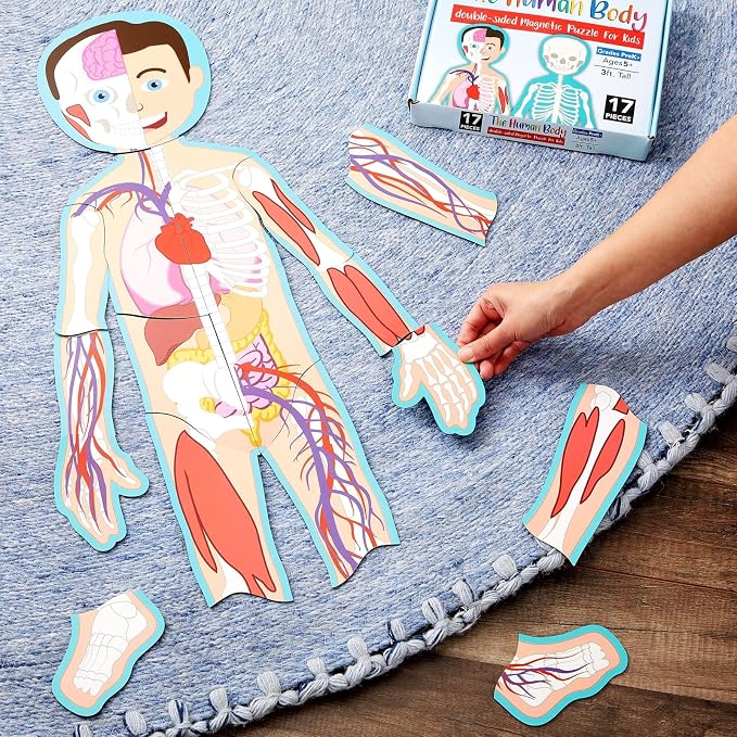 Blue Panda Interactive Magnetic Human Body Model - 3 ft, 17-Piece Double-Sided Anatomy Set for Kids - Human Anatomy with Organs, Educational Skeleton & Body Parts - Image 2