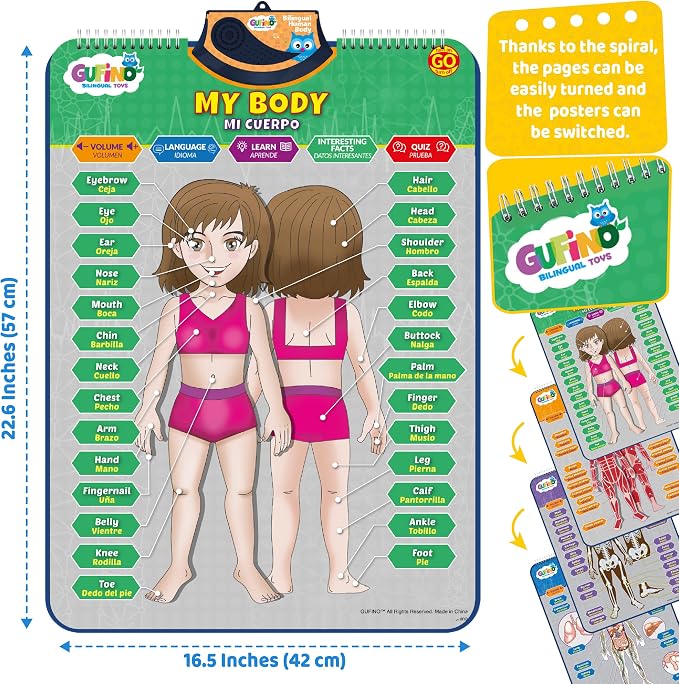 Bilingual Human Body Model for Kids – Interactive Human Anatomy for Kids with Games & Quizzes – Educational Posters for Learning Body Parts, Bones & Organs. English and Spanish for Kids. - Image 5
