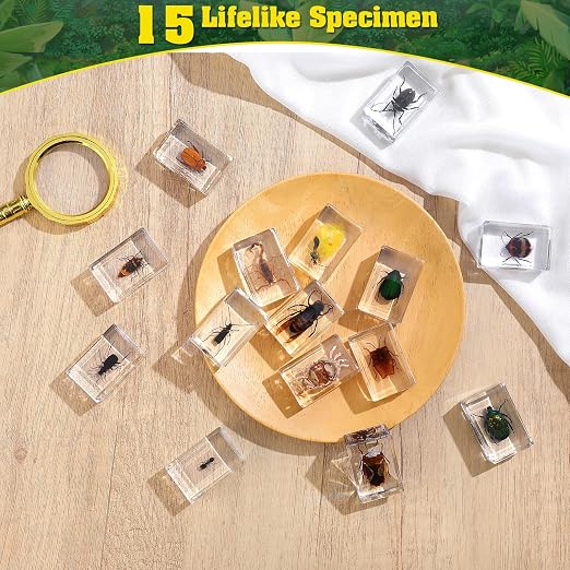 15 Insect specimens,Real Specimens of Various Butterflies and Beetles Made of Resin, Used for Science Classroom Science Education Animal Specimens, Bug Preserved,Oddities, Biology (15 Pcs Beetles) - Image 2