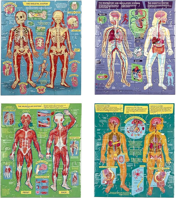 eeBoo Human Anatomy 48 Giant Piece Children's Puzzle, Four 12 PC Puzzles - Image 3